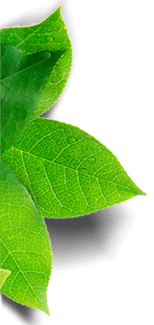 hoja loby decoracion