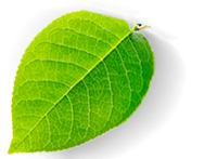 imagen de hoja adorno