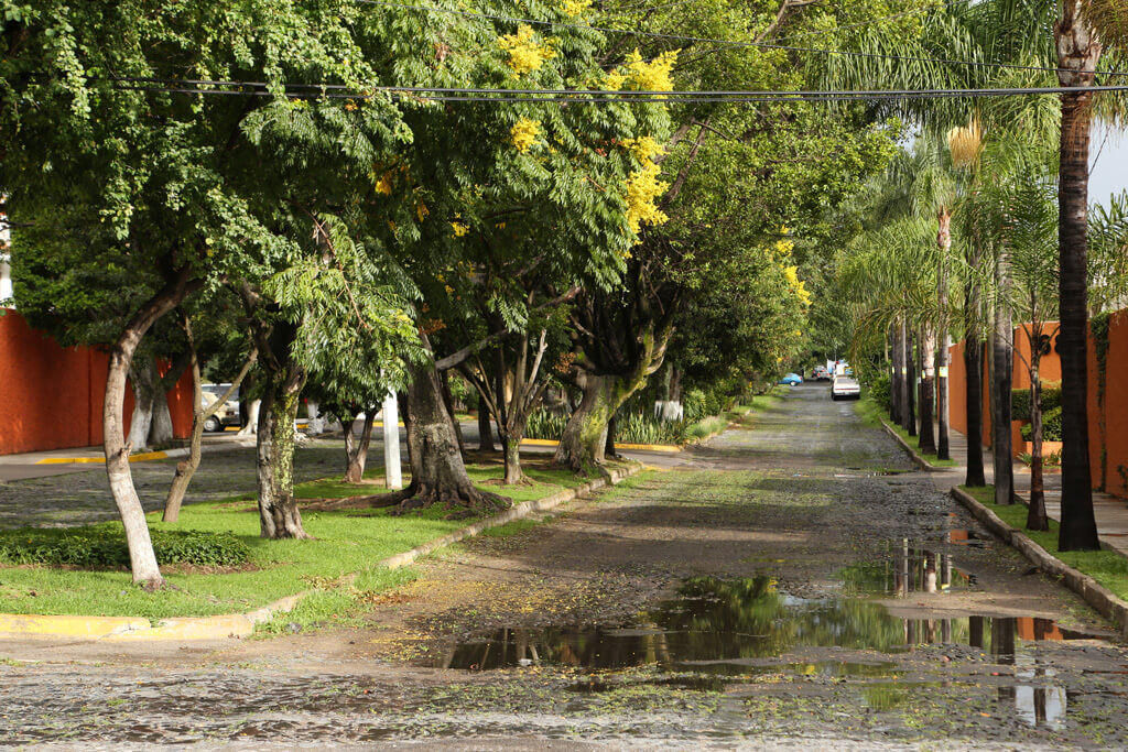 imagens decorativas de la zona dorada 1
